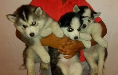 FILHOTES DE HUSKY BRANCO