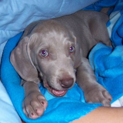 WEIMARANER