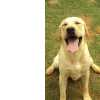 Retriever Do Labrador Pacco Real Hunter