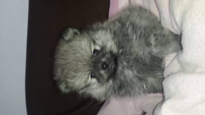 SPITZ ALEMAO ANAO  Lulu da Pomerania lindos 