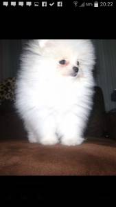 SPITZ ALEMAO ANAO  Lulu da Pomerania lindos 