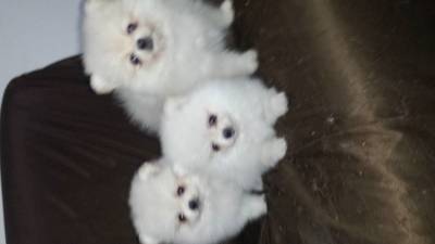 SPITZ ALEMAO ANAO  Lulu da Pomerania lindos 