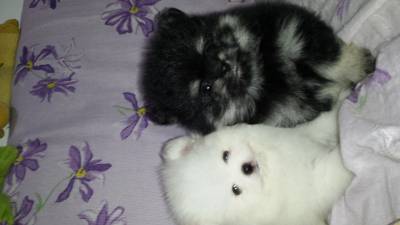 SPITZ ALEMAO ANAO  Lulu da Pomerania lindos 