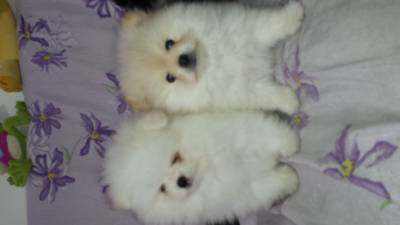 SPITZ ALEMAO ANAO  Lulu da Pomerania lindos 