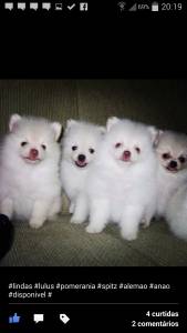 SPITZ ALEMAO ANAO  Lulu da Pomerania lindos 