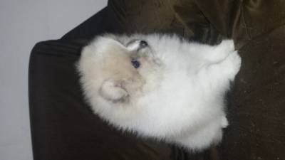 SPITZ ALEMAO ANAO  Lulu da Pomerania lindos 