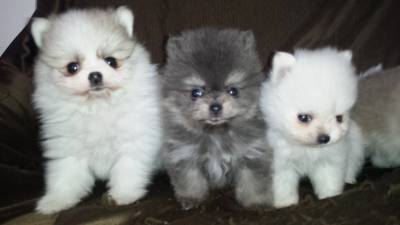 SPITZ ALEMAO ANAO  Lulu da Pomerania lindos 