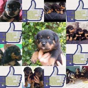 FILHOTES DE ROTTWEILER