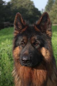 Pastor Alem�o de Topo Mundial 