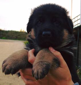 Pastor Alem�o de Topo Mundial 