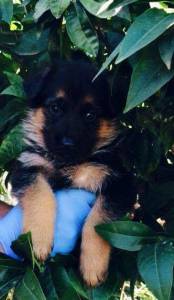 Pastor Alem�o de Topo Mundial 