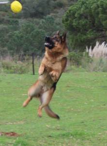 Pastor Alem�o de Topo Mundial 