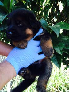 Pastor Alem�o de Topo Mundial 