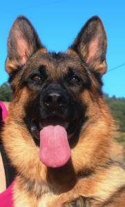 Pastores Alem�es de Topo Mundial 