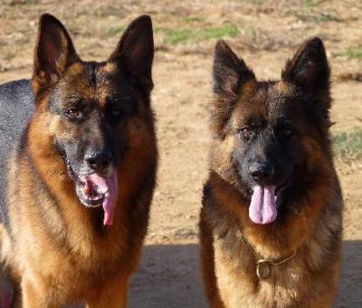 Pastores Alem�es de Topo Mundial 