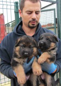 Pastores Alem�es de Topo Mundial 