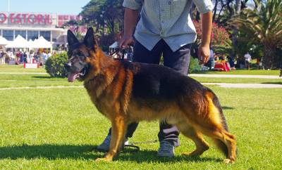 Pastores Alem�es de Topo Mundial 