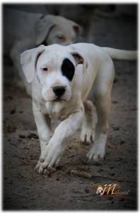 Dogos Argentinos  dos Makuas