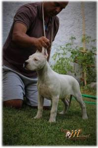 Dogos Argentinos  dos Makuas