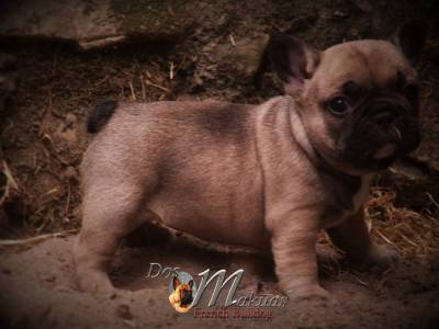 Buldogue frances - linha de campees