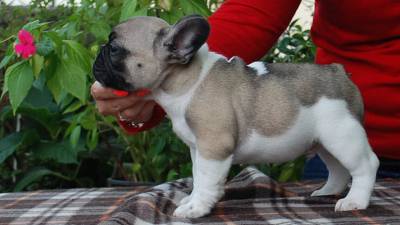 Buldogue frances - linha de campees