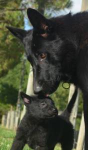 Pastor Alemo Cachorros