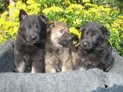 Pastor Alemo Cachorros