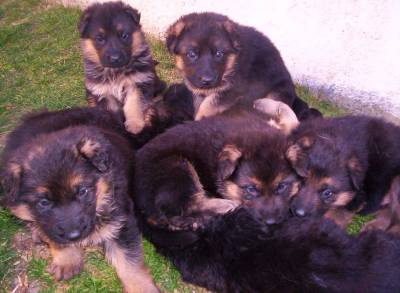 Pastor Alemo Cachorros