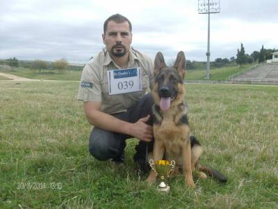 Pastor Alemo Cachorros