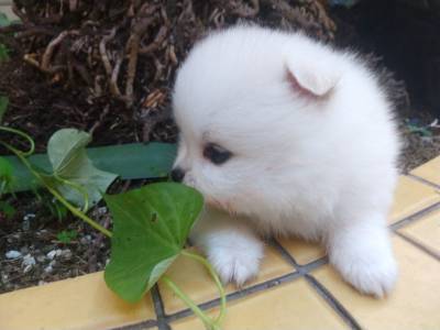 SPITZ ALEMO ANO BRANCO NEVE