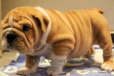 LINDOS BULLDOG INGLS 