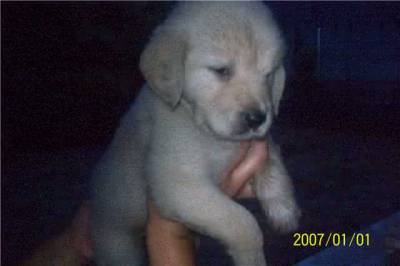 GOLDEN RETRIEVER