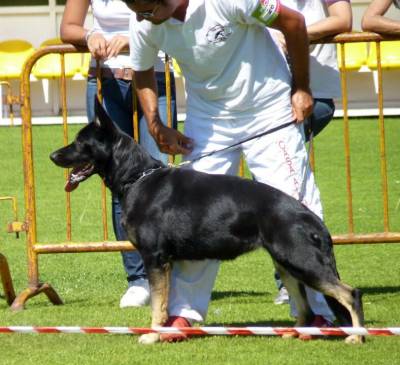 VON HAUS MORES Cachorros Pastor Alemo