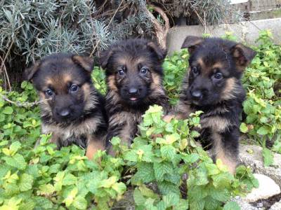  VON HAUS MORES Cachorros Pastor Alemo