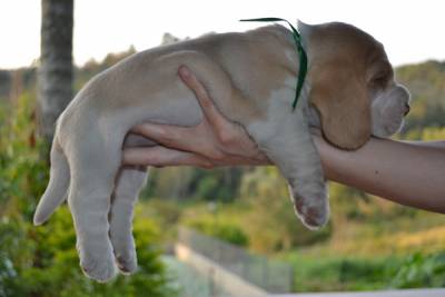 Filhotes de Beagle Bicolores - Canil Fittipaldi