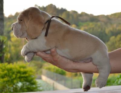 Filhotes de Beagle Bicolores - Canil Fittipaldi