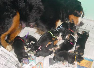 FILHOTES DE BERNESE MICROCHIPADOS  CBKC SP