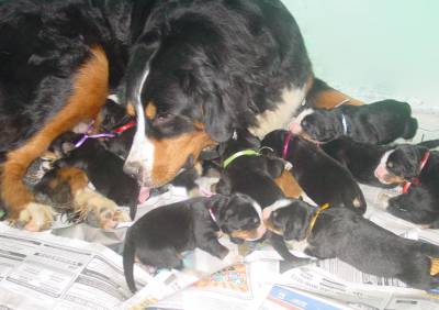 FILHOTES DE BERNESE MICROCHIPADOS  CBKC SP