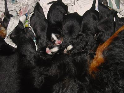 FILHOTES DE BERNESE MICROCHIPADOS  CBKC SP