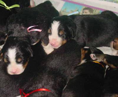 FILHOTES DE BERNESE MICROCHIPADOS  CBKC SP