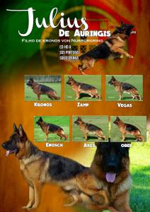 VON HAUS MORES Cachorros Pastor Alemo