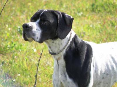 Pointer com LOP para montas