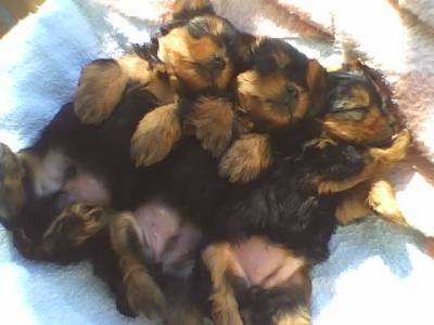 vendo yorkshire terrier em blumenau indaial sc 