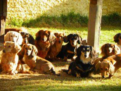 DE VITA KENNEL - DACHSHUNDS DE PELO LONGO E CURTO