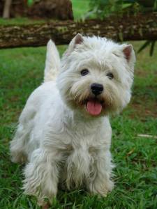 Albireo Lyraes Westies