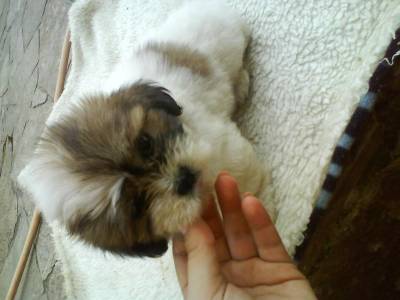 líndissimos filhotes de lhasa apso canil new life líndissimos filhotes de lhasa apso canil new life