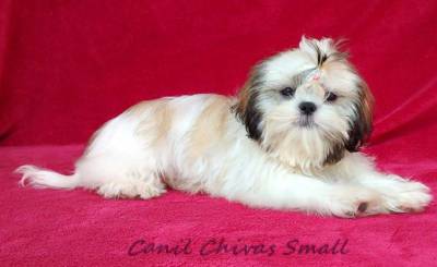 Filhotes de Shih-tzu