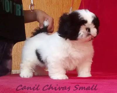 Filhotes de Shih-tzu