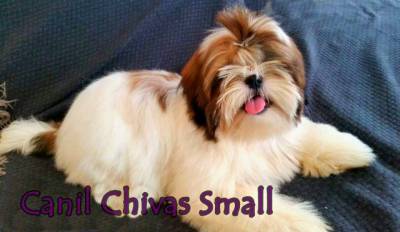 Filhotes de Shih-tzu