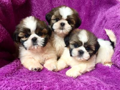 Filhotes de Shih-tzu